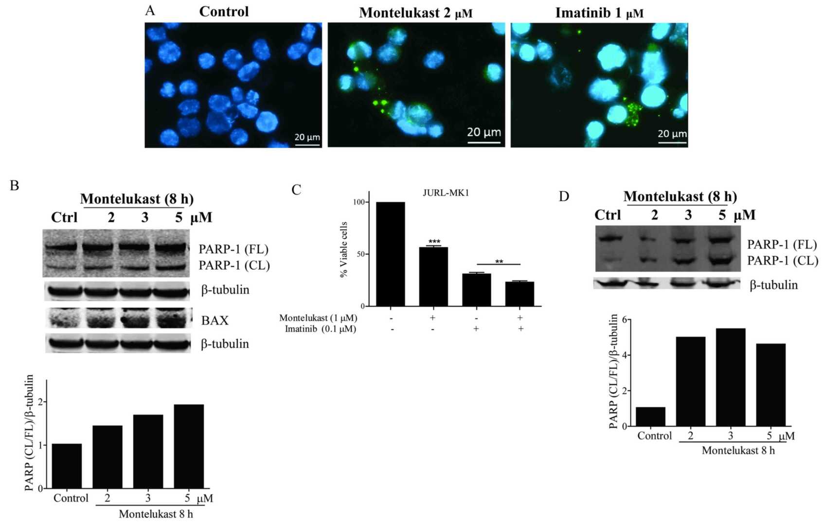Montelukast triggers apoptosis in both K562 and JURL-MK1 cells.
