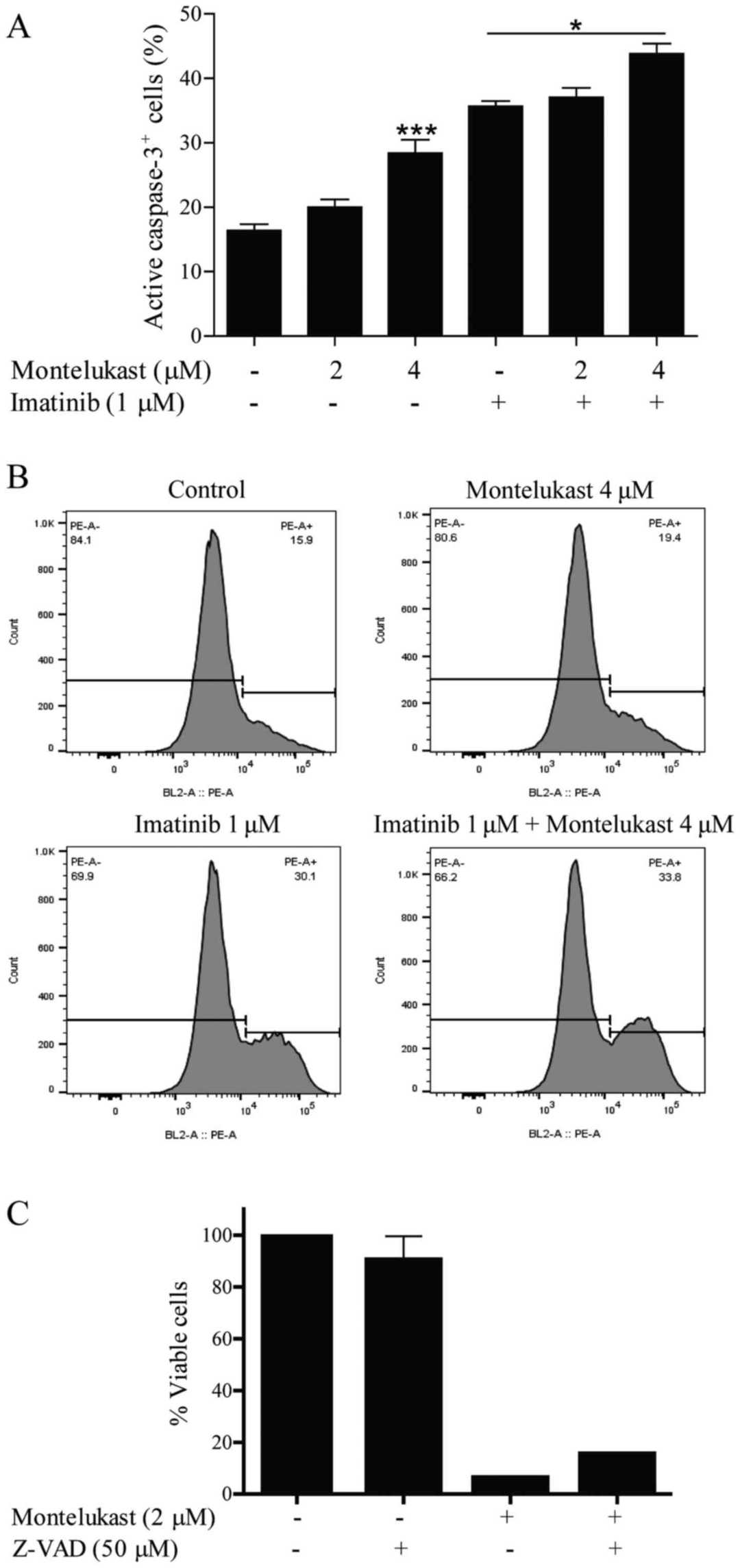 Activation of caspase-3 occurs in the K562 cell line.