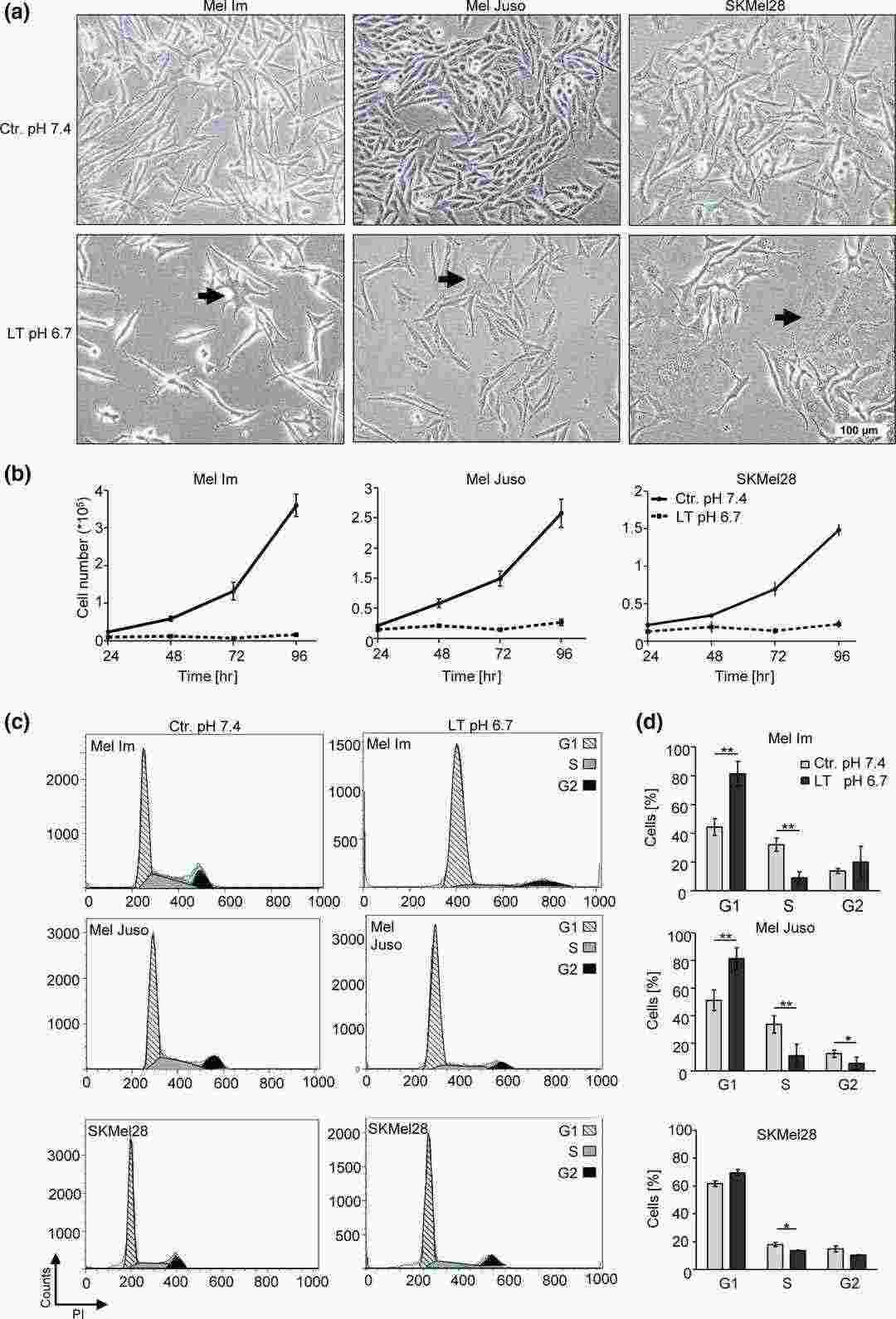 Prolonged acidosis induces changes in cell morphology, decreases proliferative activity, and causes cell cycle arrest in the G1/G0 phase.