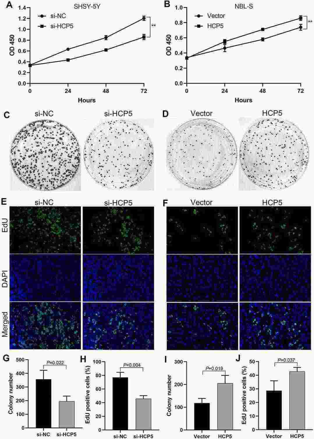 HCP5 facilitated the growth of neuroblastoma cells.