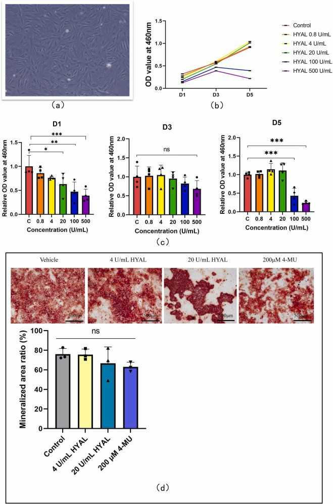 Analysis of cell osteogenic differentiation and proliferation.