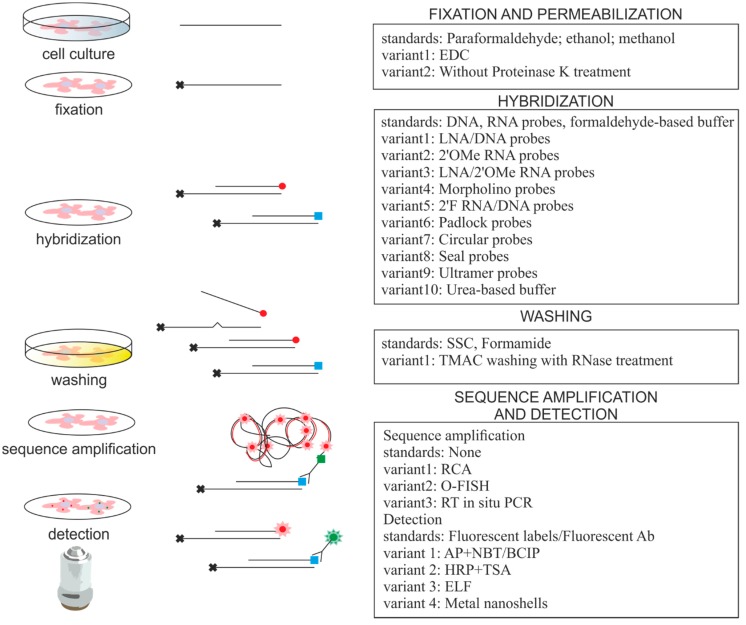 In situ hybridization protocols used for imaging of small RNAs. (Urbanek MO, et al., 2015)