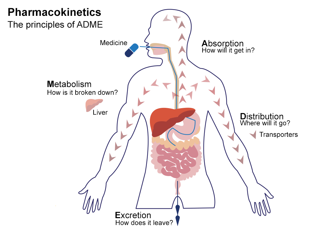 ADME and Pharmacokinetic (PK) Services