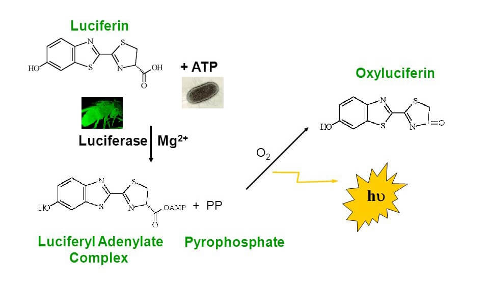 The principle of ATP Bioluminescence.