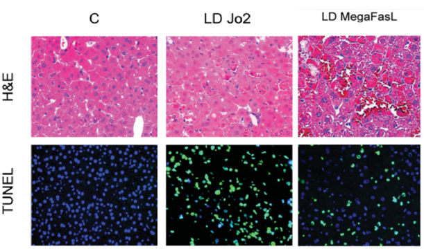 Acute Liver Injury Models