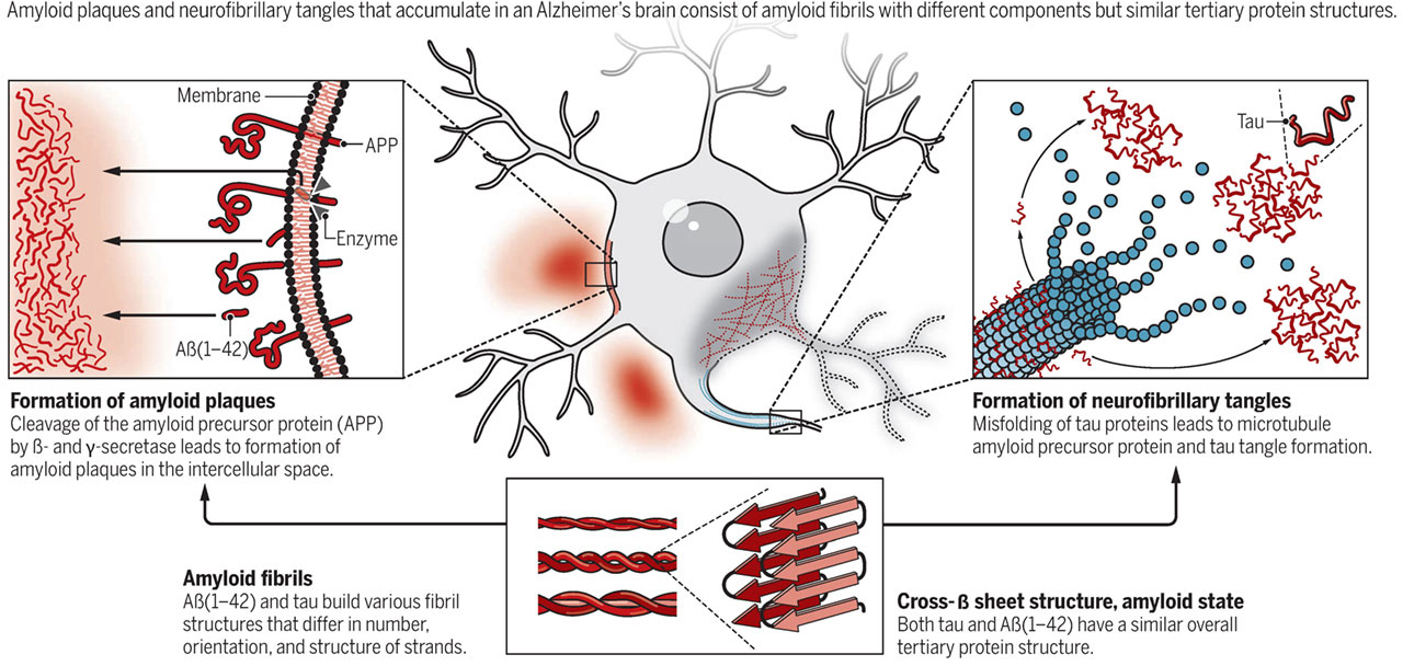 Alzheimer's Disease Modeling and Assays