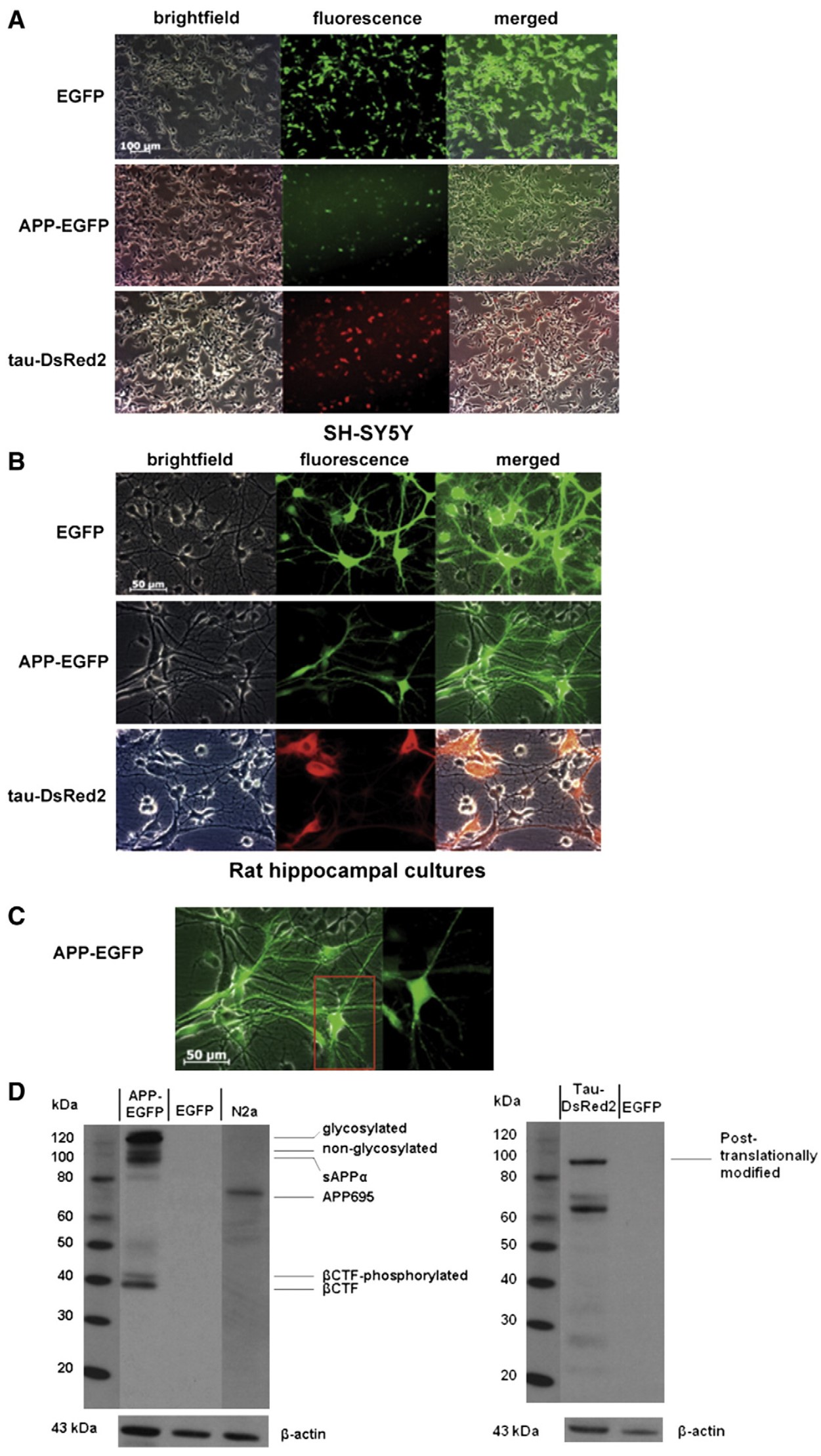 Alzheimer's Disease Modeling and Assays