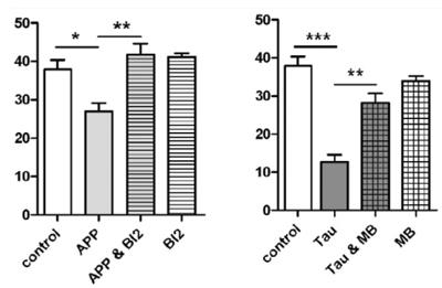 Alzheimer's Disease In Vitro Model Service