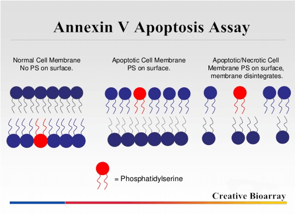 Schematic of Annexin V apoptosis assay.