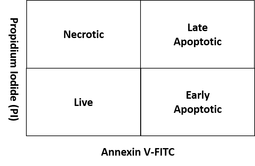 The expected staining illustration of apoptosis and necrotic cell populations.