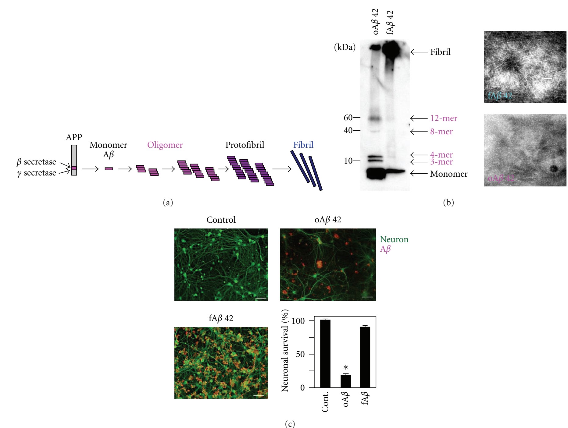 Aβ Induced Neurotoxicity Assay