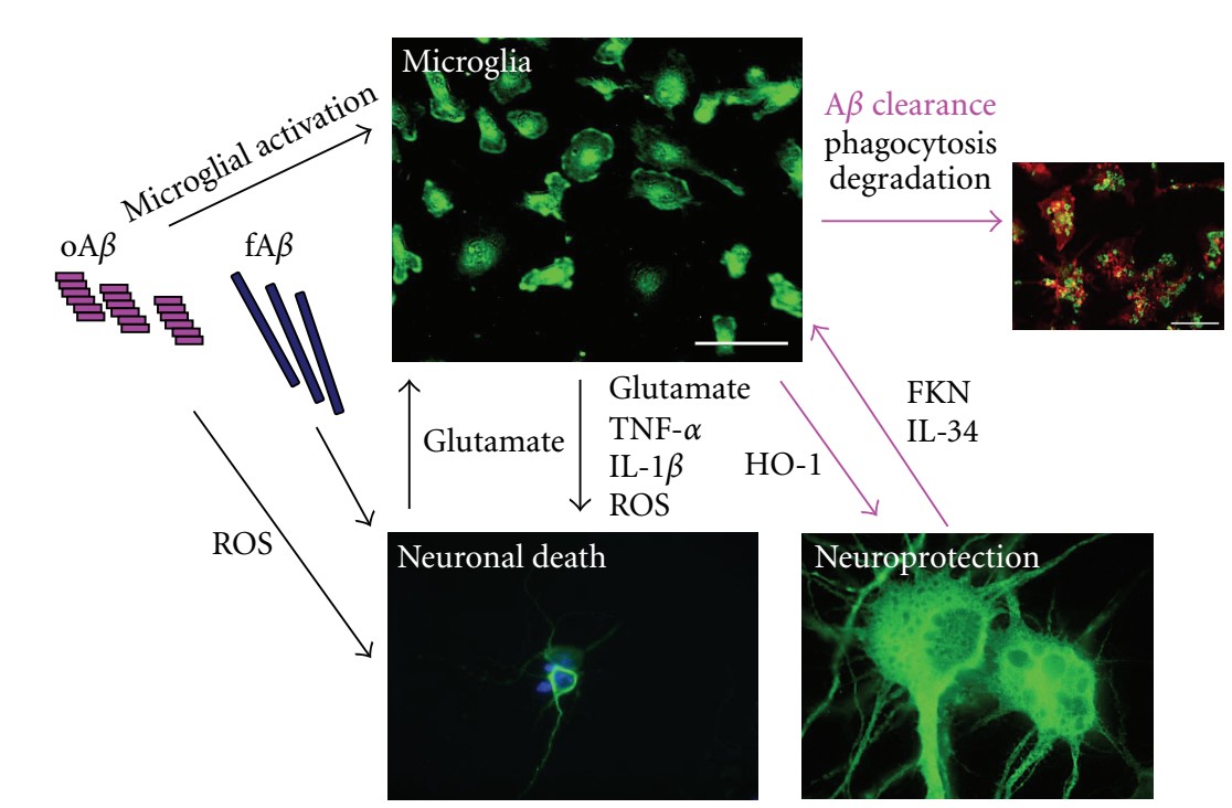 Aβ Induced Neurotoxicity Assay