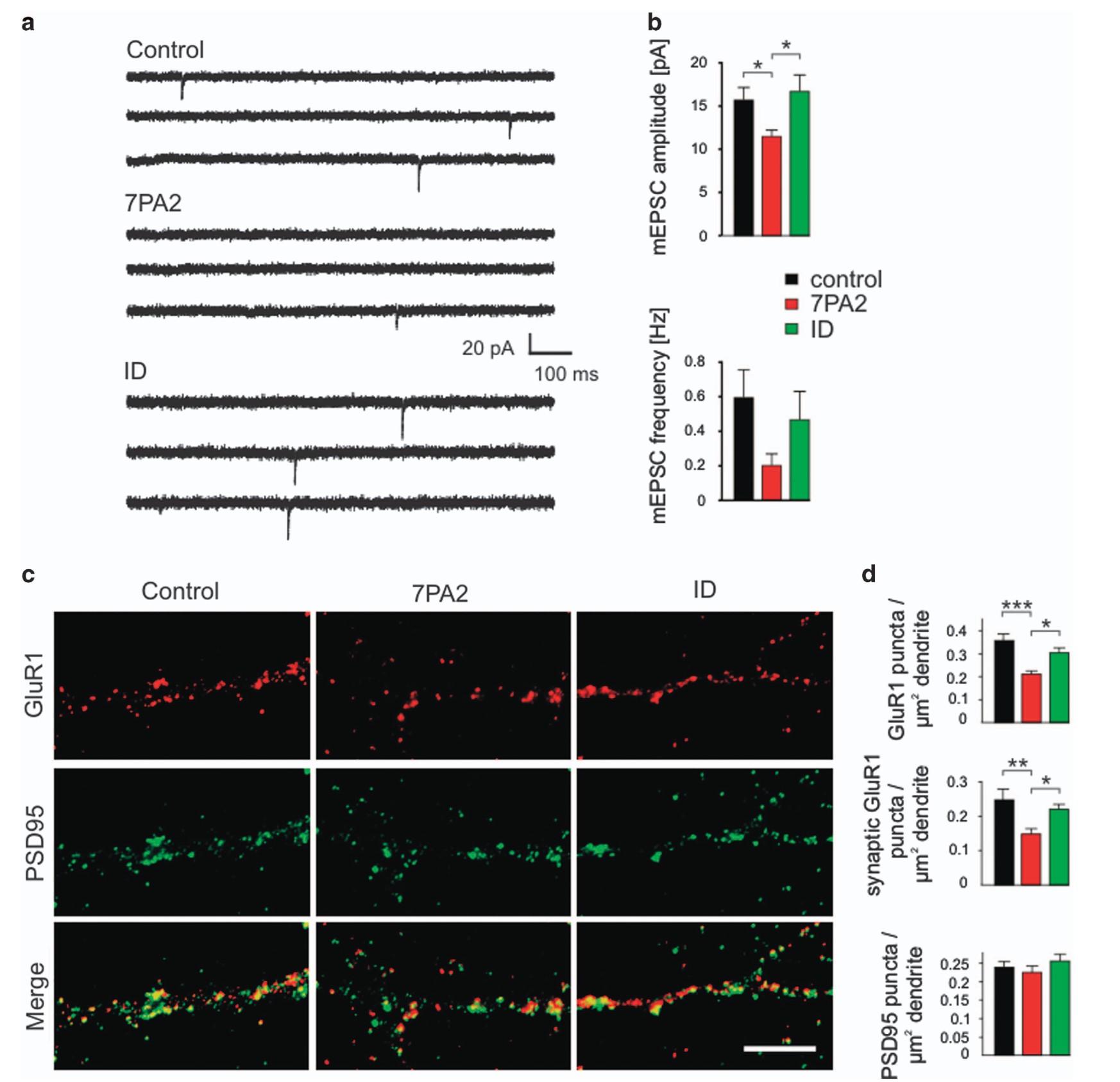 Aβ Induced Neurotoxicity Assay