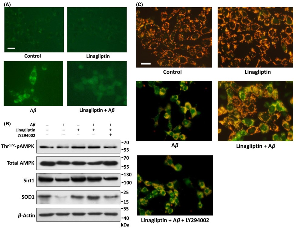 Aβ Induced Neurotoxicity Assay