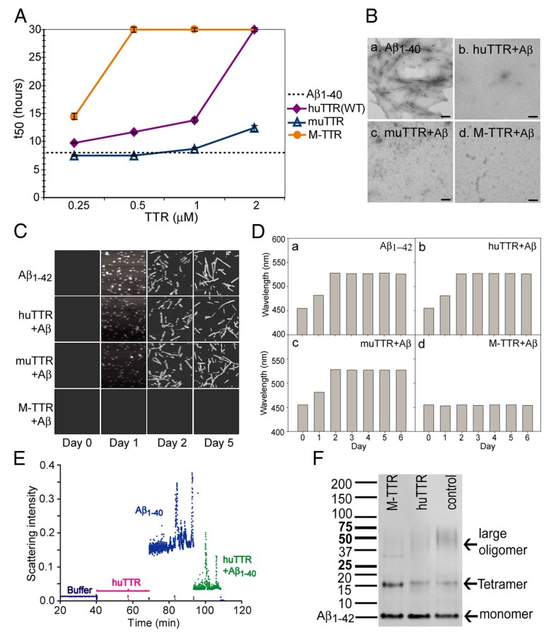 Aβ Peptide Aggregation Inhibition Assay