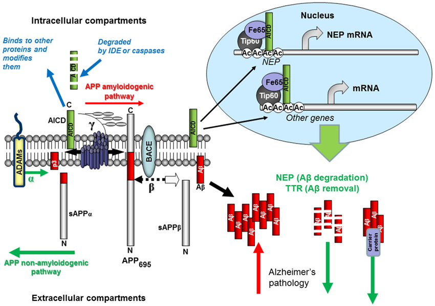 Aβ Peptide Formation or Screening for Secretase Inhibitors