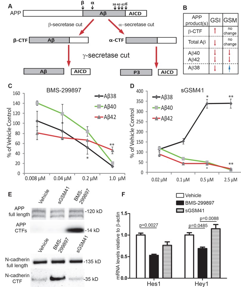 Aβ Peptide Formation or Screening for Secretase Inhibitors