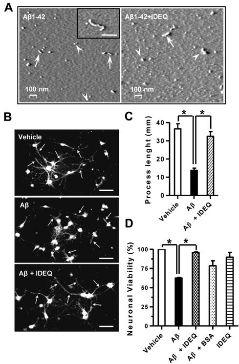 Aβ Peptide Formation or Screening for Secretase Inhibitors