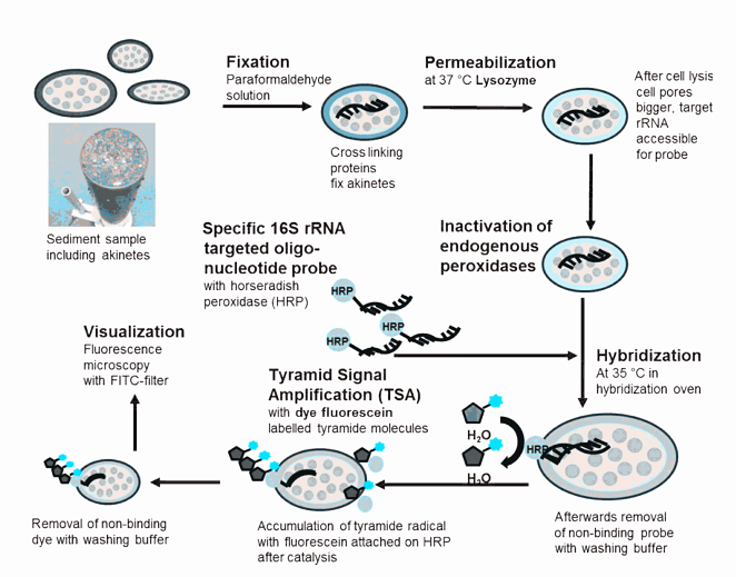 Bioarray CARD FISH for Environmental Microorganisms