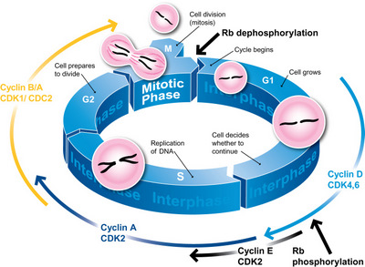 Bivariate Cell Cycle Assay (Cyclins/PI)