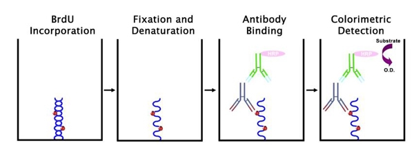 BrdU Cell Proliferation Assay