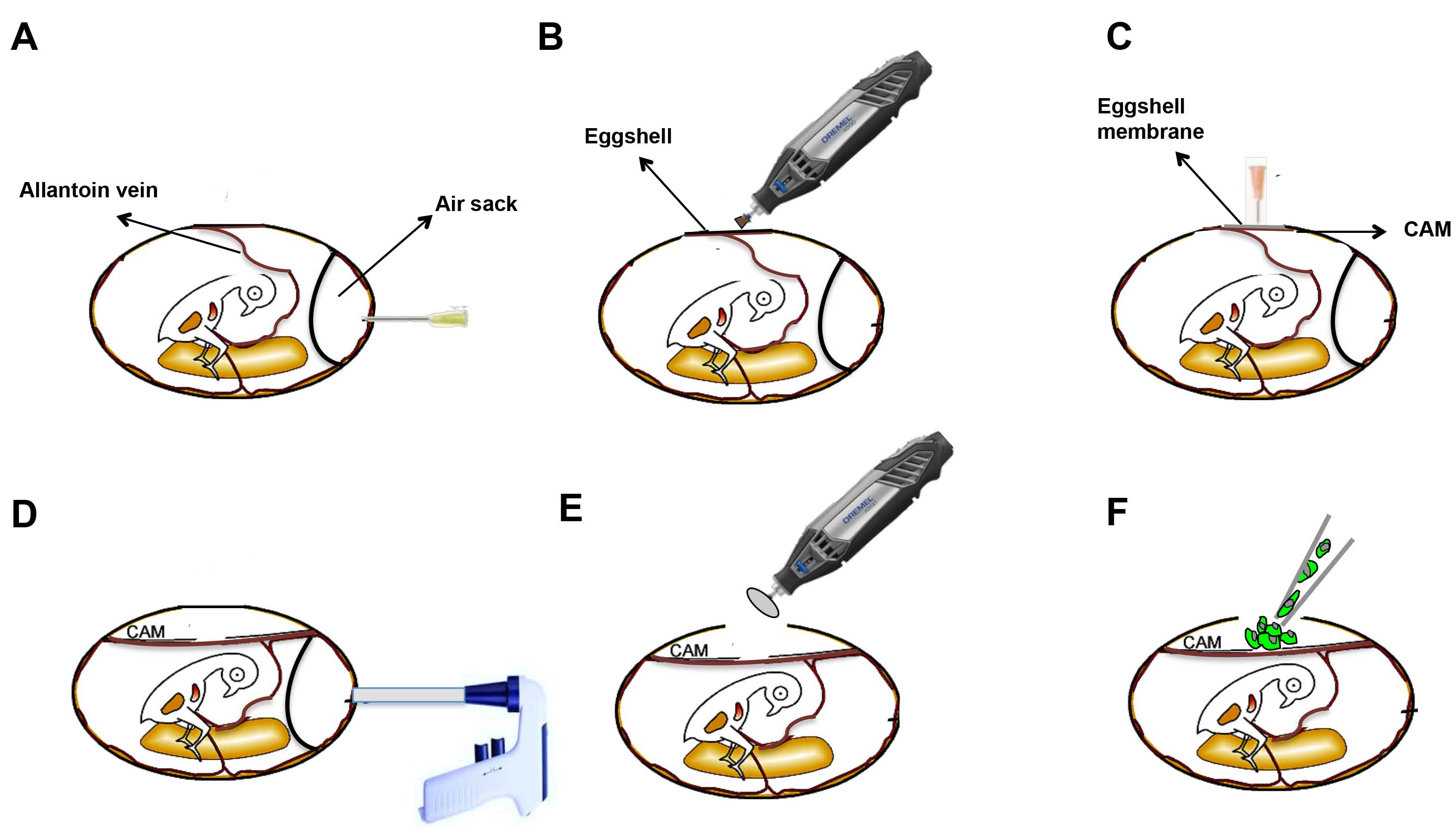 Schematic Illustration of the CAM angiogenesis assay.