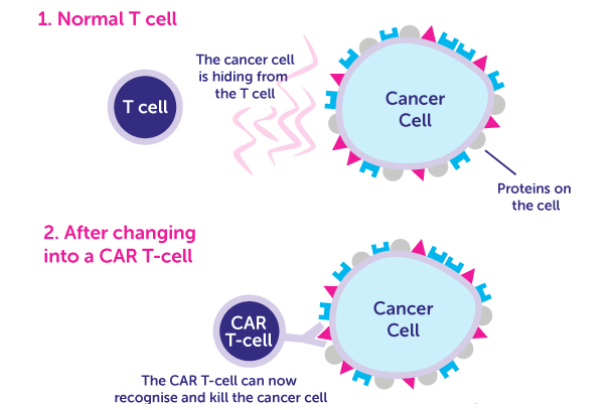 CAR-T Preclinical Characterization in vivo