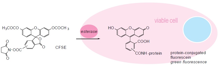 CFSE Cell Proliferation Assay