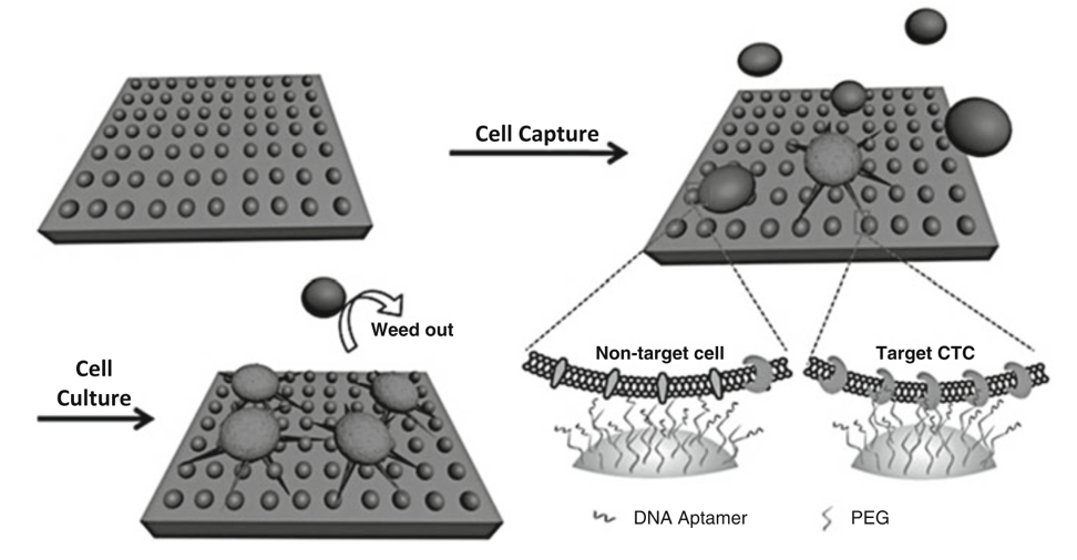 Scheme of the chitosan nanoparticle substrate for rare number CTC isolation from non-target cells followed by the optimized in situ culture of captured cells. (Sun, 2015)