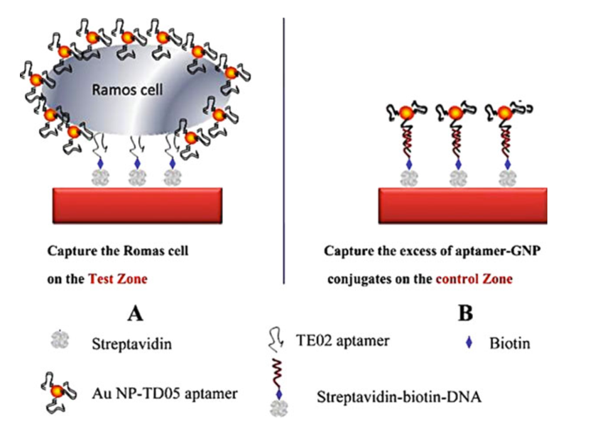 Scheme of the detection of Ramos cells on aptamer-nanoparticle strip biosensor (a) Capturing Au-NP-aptamer-Ramos cells on the test zone through specific aptamer-cell interactions (b) Capturing the excess of Au-NP-aptamer on the control zone through aptamer-DNA hybridization reaction. (Liu, 2009)