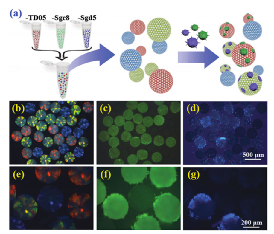 Scheme showing the barcode particles capturing multiple types of CTCs. Various aptamers, TD05, Sgc8, and Sgd5, were used; and green and blue-stained cells were used as the target cells (Zheng, 2014)