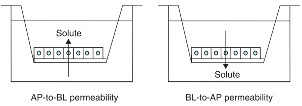 Caco-2 Permeability Assay