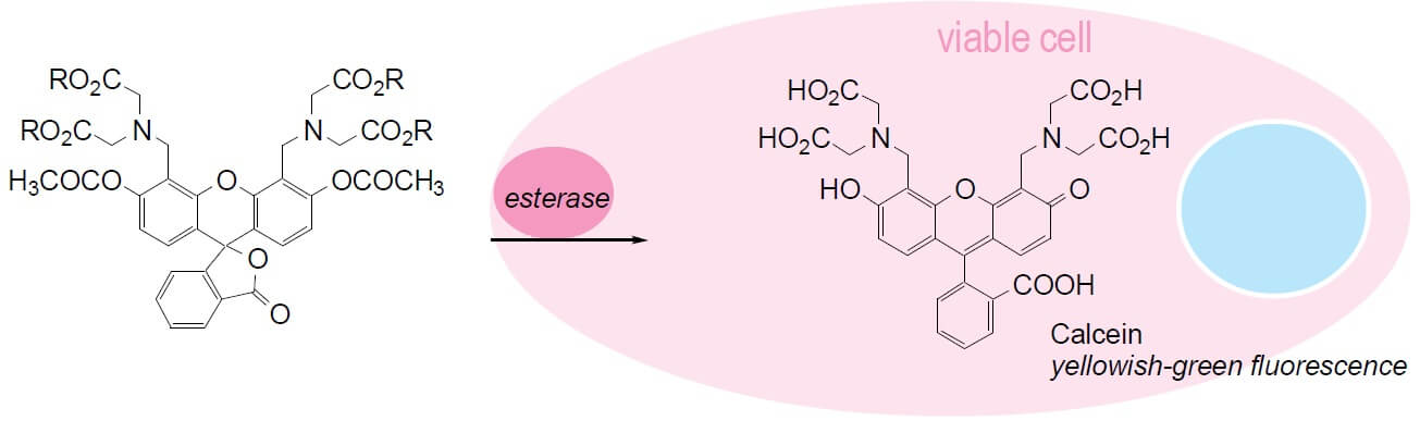 Calcein AM Cell Viability Assay