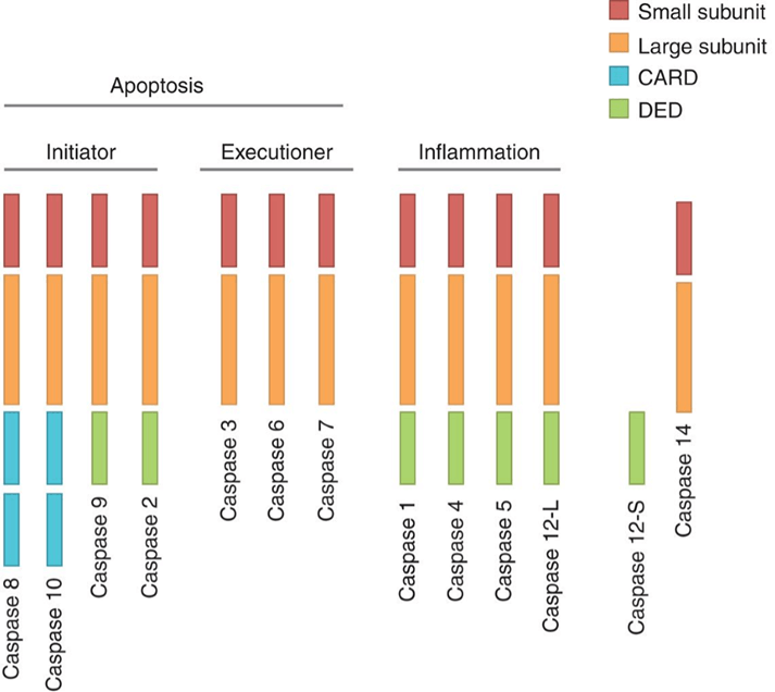 Domain structure of human caspases.