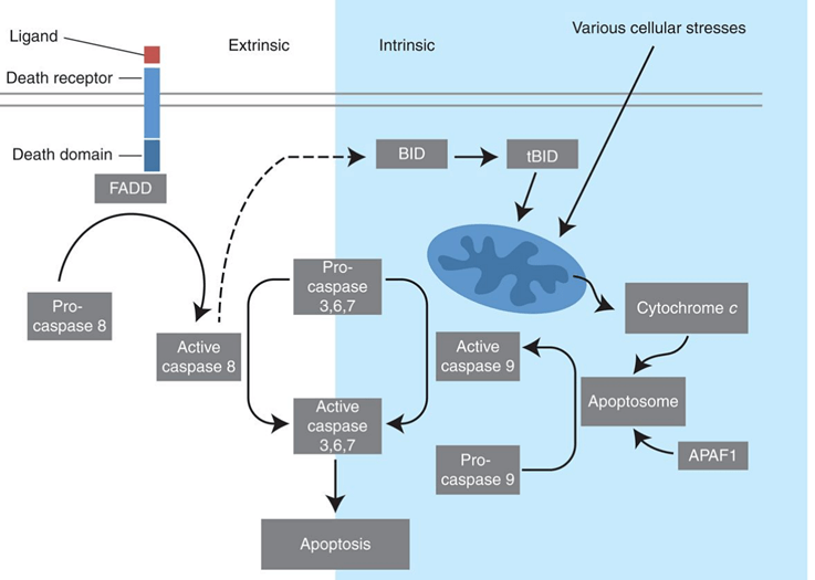Extrinsic and intrinsic pathways of apoptosis.