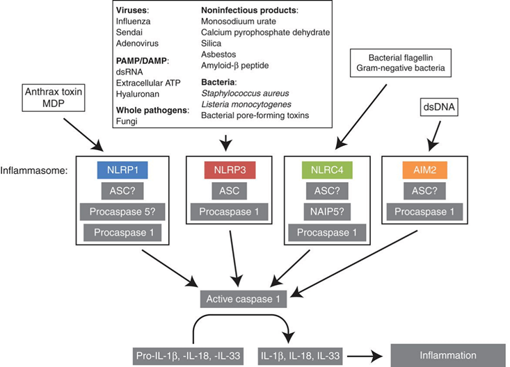 Signalling and composition of inflammasomes.