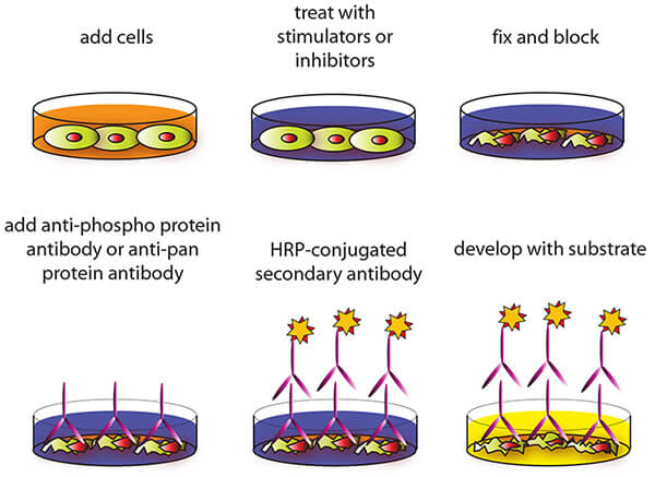 The workflow of cell-based ELISA