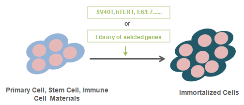 Cell Immoratlization Technology