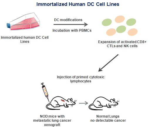 Cell Immoratlization Technology