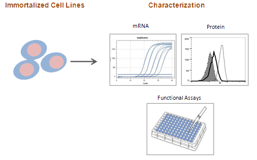 Cell Immoratlization Technology