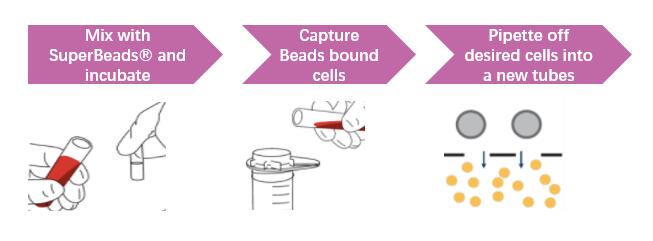 Cell Isolation Kit