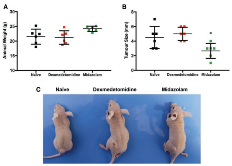 Effects of dexmedetomidine and midazolam on A549 tumors in vivo. Mice with A549 tumors were treated daily for five days with saline, dexmedetomidine (0.5mg/kg per day), or midazolam (2.5mg/kg per day) via subcutaneous injection. No differences in animal weight (A) were detected, but midazolam significantly decreased tumor size (B). Representative photos taken of a mouse from each group before euthanasia; two of six mice treated with dexmedetomidine were observed to have red spots or scarring on tumor (C).