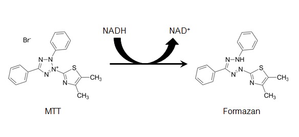 Chemical structures of yellow MTT and purple formazan product.