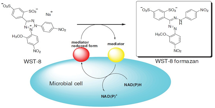 The cell viability detection mechanism of WST-8.