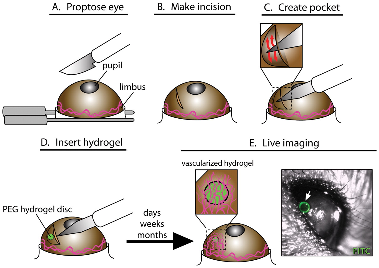 Schematic Illustration of the corneal angiogenesis assay