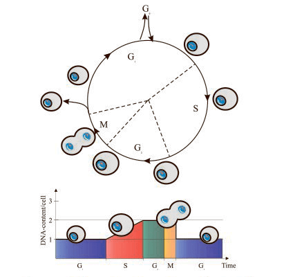 DNA Content Analysis