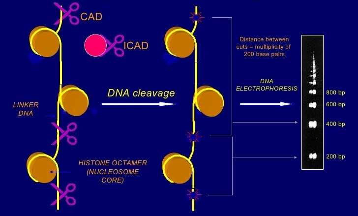 Apoptosis-induce DNA fragmentation.