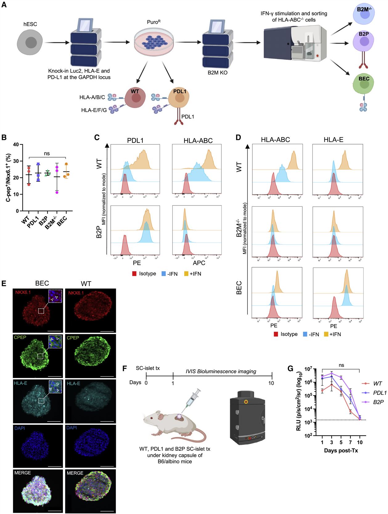 Left: Generation of immune-evasive SC-islet cells; Right: In vitro co-culture of immune-evasive SC-islet cells with allogeneic human immune cells.