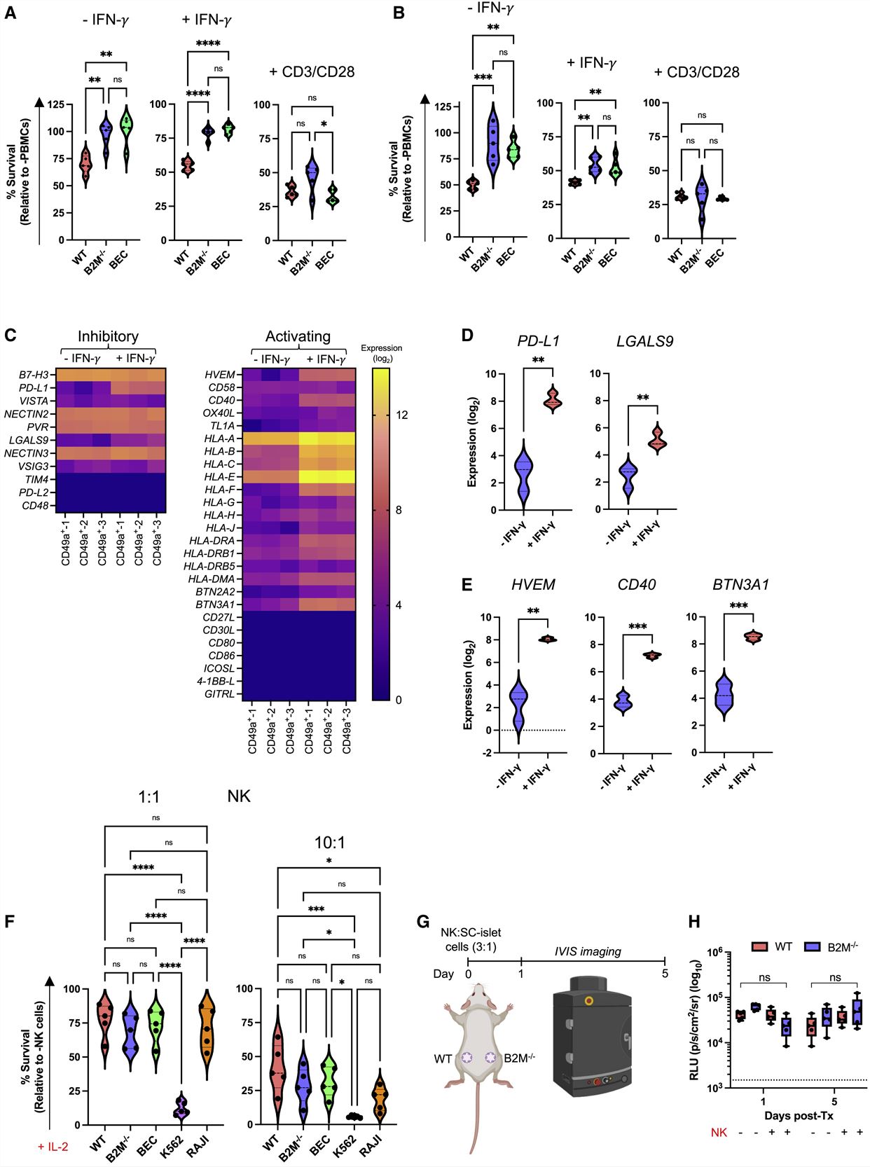 Left: Generation of immune-evasive SC-islet cells; Right: In vitro co-culture of immune-evasive SC-islet cells with allogeneic human immune cells.