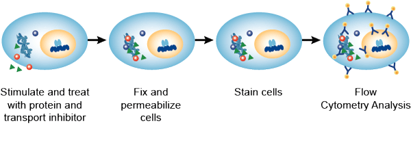 Detection of Cytokines by Flow Cytometry